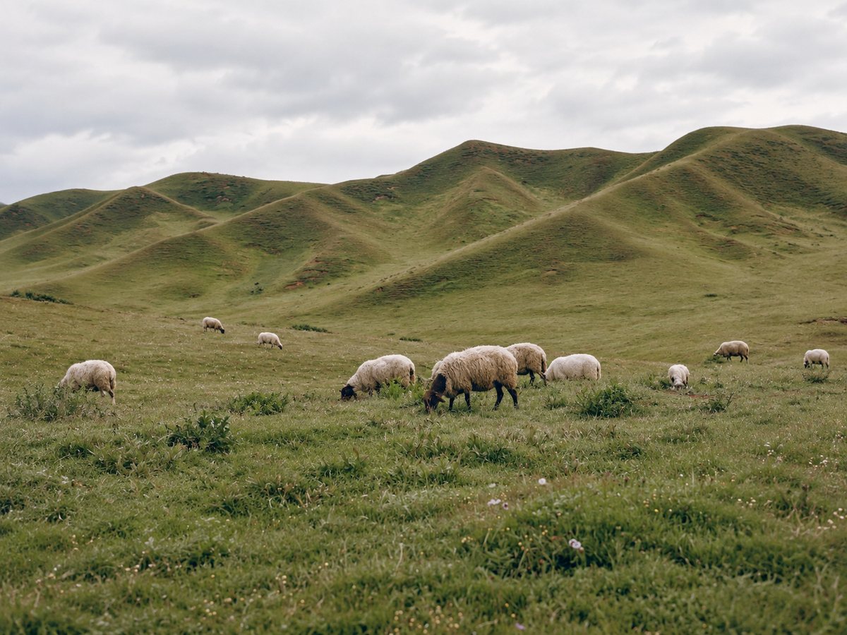 Pure cashmere cared for between wears